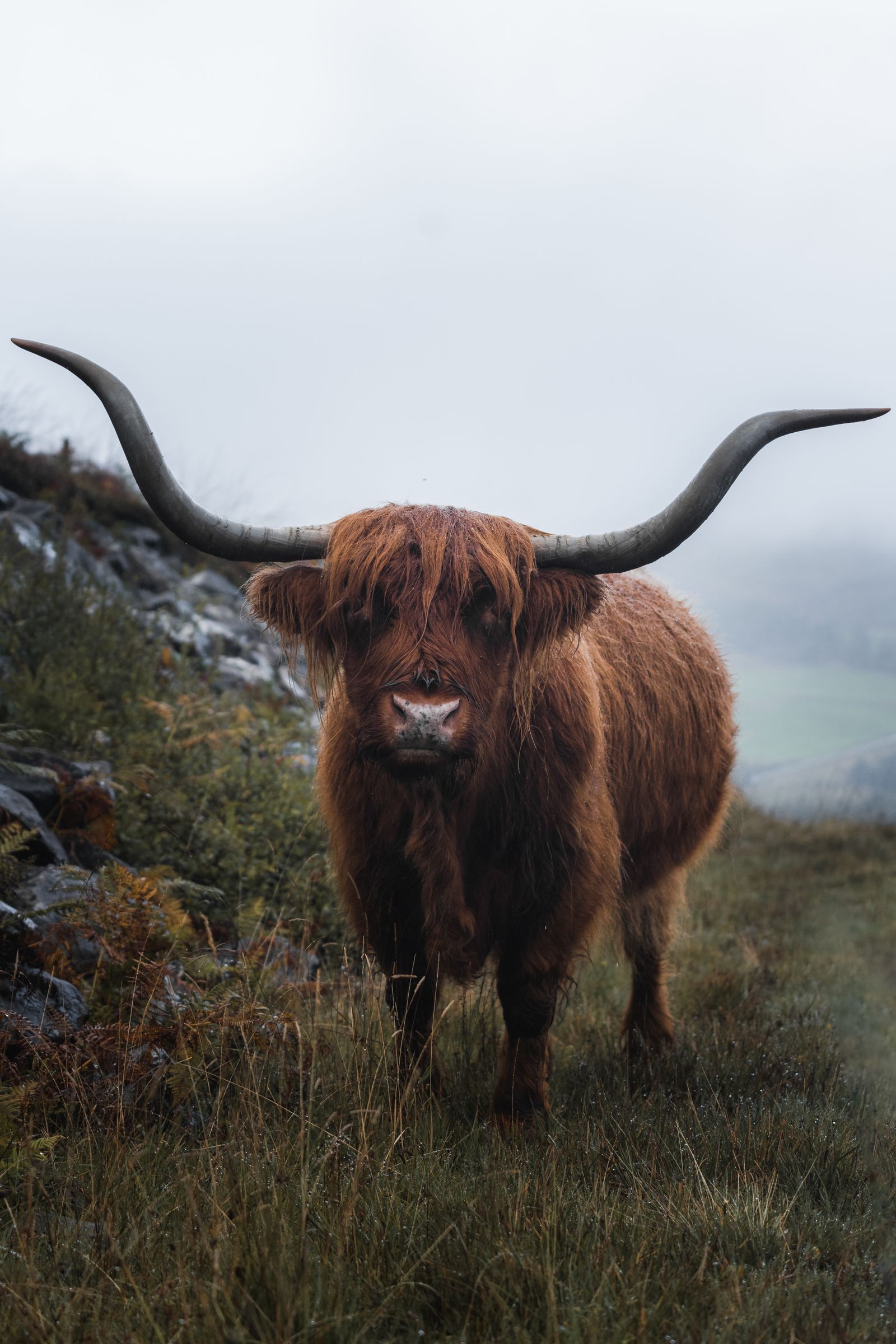 A Scottish Highland cow