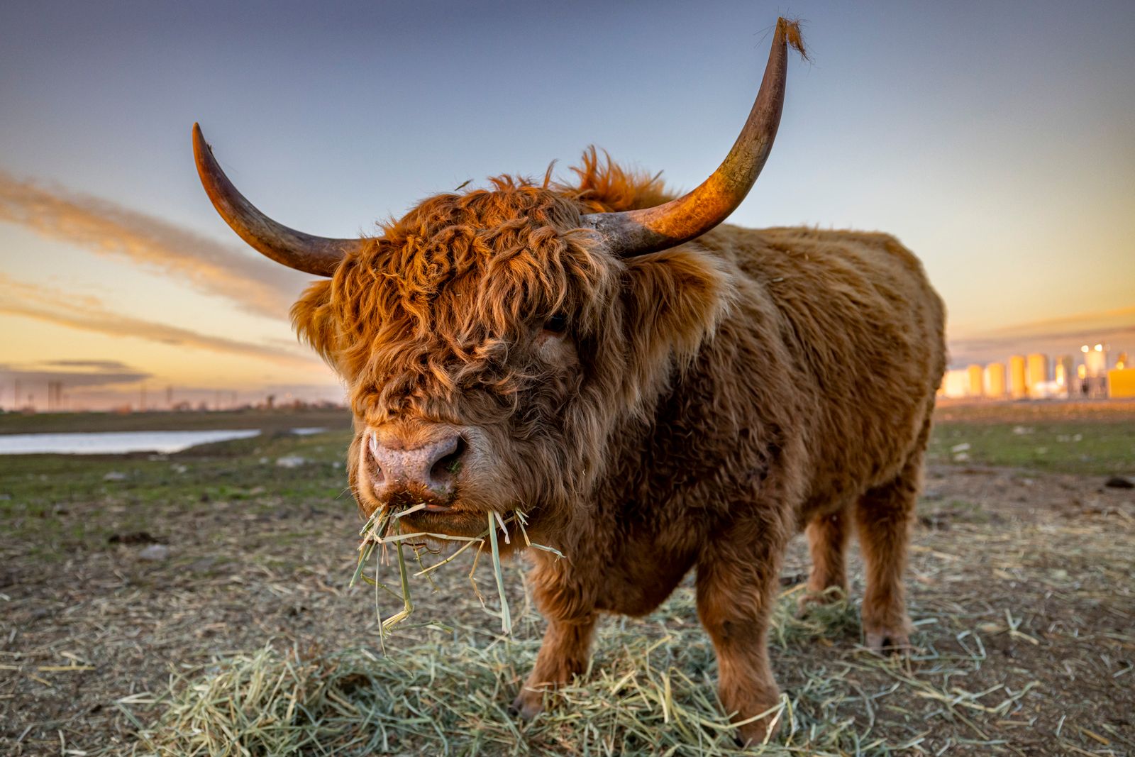 A Highland cow in a field at sunset